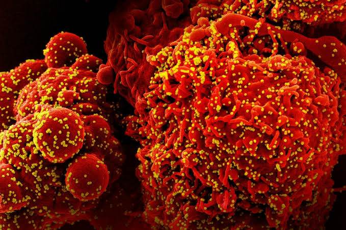 Western Visayas logs 3 new Arcturus cases; total now at 4