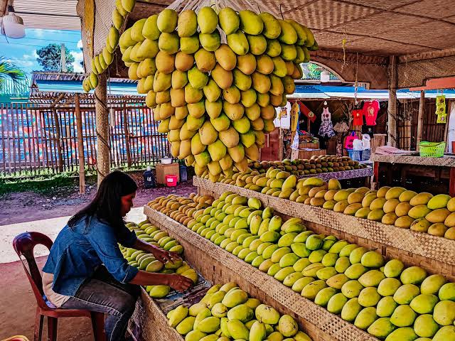 Guimaras mangoes remain the ‘best,’ ‘sweetest’: prov’l gov’t