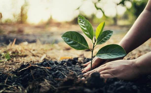 Mandatory tree planting pushed in Iloilo