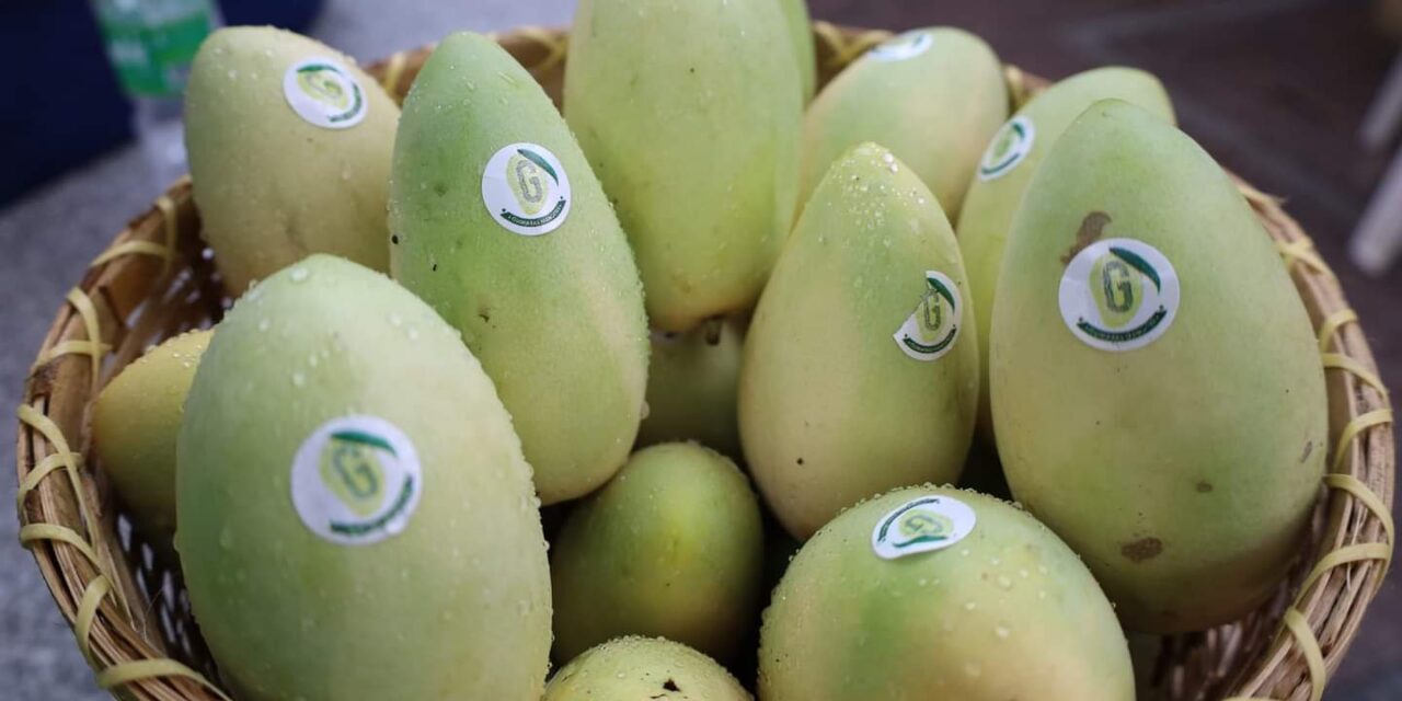 Guimaras mangoes’ reputation as ‘sweetest’ now protected