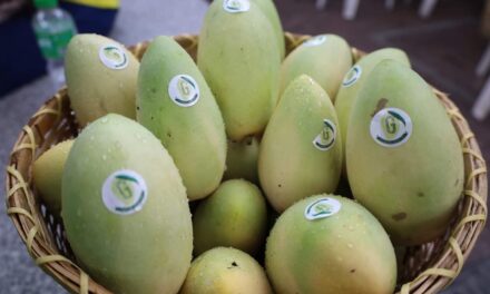 Guimaras mangoes’ reputation as ‘sweetest’ now protected