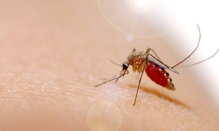 Dengue cases in Iloilo province hit over 500