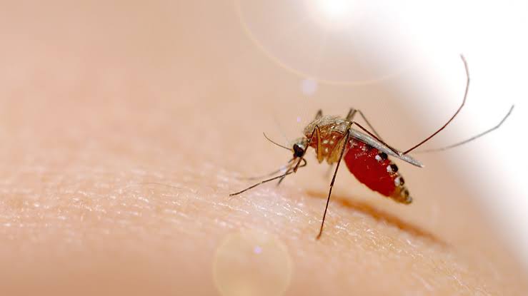 Dengue cases in Iloilo province hit over 500