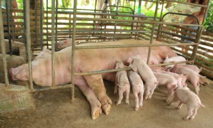 Iloilo eyes hog repopulation via ‘sentinel’ program