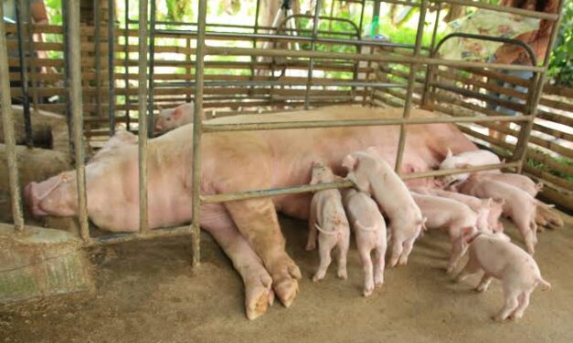 Iloilo eyes hog repopulation via ‘sentinel’ program