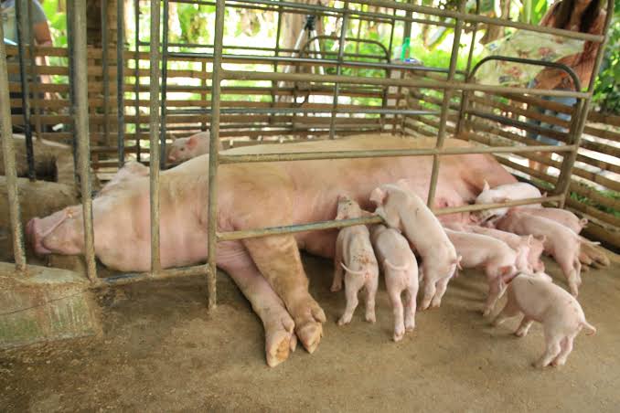 Iloilo eyes hog repopulation via ‘sentinel’ program