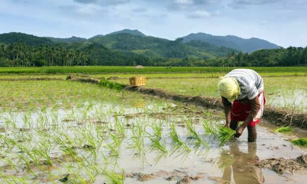 Iloilo eyes P50-M loan to coops for palay procurement