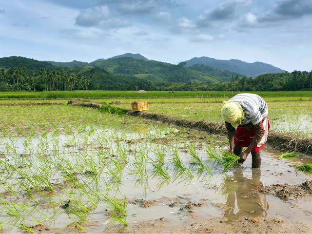 Iloilo eyes P50-M loan to coops for palay procurement
