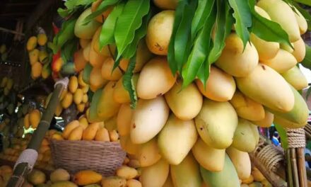 PH to ship fresh mangoes to Australia starting this June – DFA