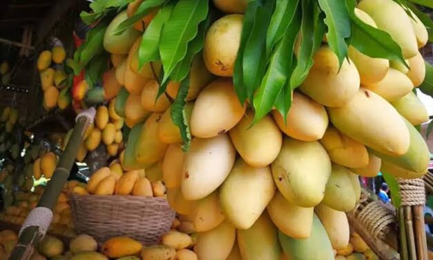 PH to ship fresh mangoes to Australia starting this June – DFA