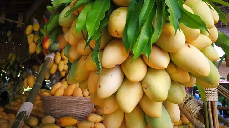 PH to ship fresh mangoes to Australia starting this June – DFA