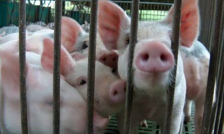 ASF spreads to Lambunao; affected Iloilo towns now at 26