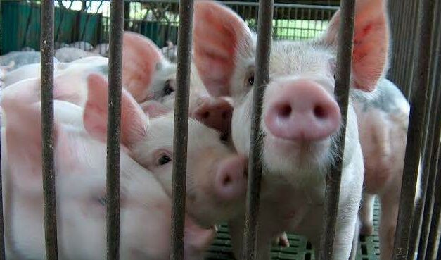 ASF spreads to Lambunao; affected Iloilo towns now at 26