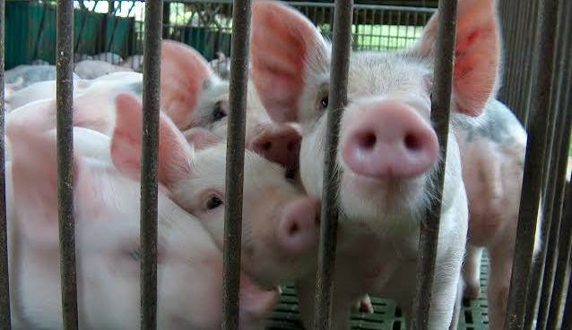 ASF spreads to Lambunao; affected Iloilo towns now at 26