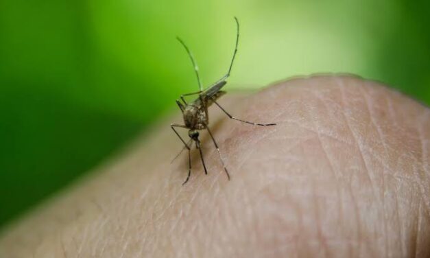Japanese encephalitis kills 4 in Iloilo province