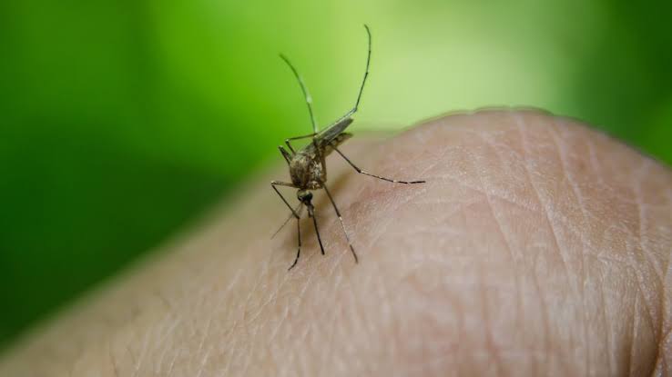 Japanese encephalitis kills 4 in Iloilo province
