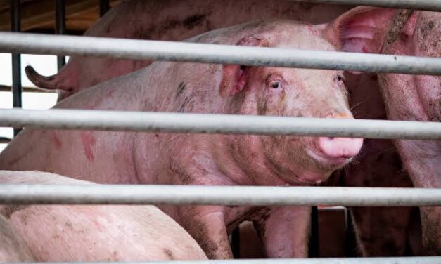 DA-6 confirms ASF case in Antique town