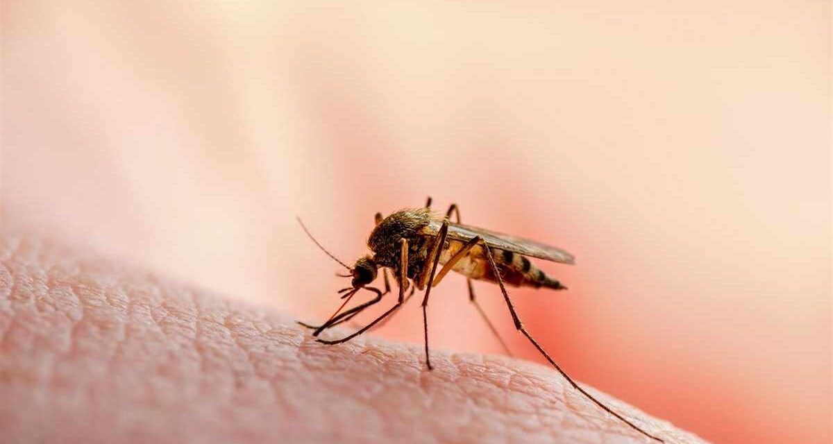 Japanese encephalitis cases rising in WV