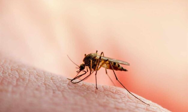 Japanese encephalitis cases rising in WV