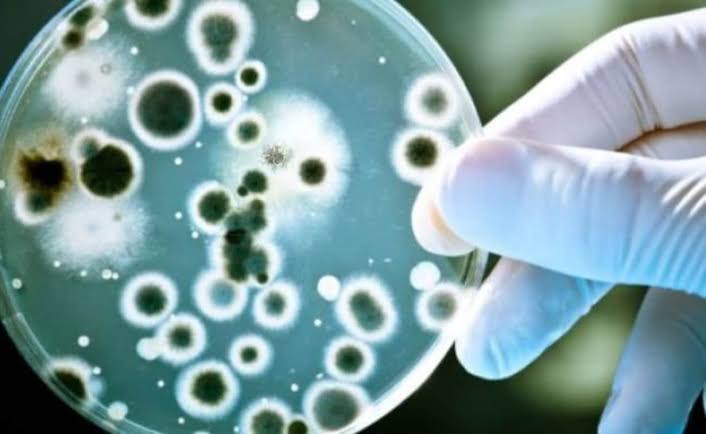 Leptospirosis deaths in Iloilo rise to 5