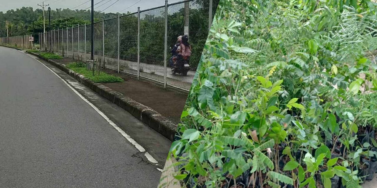 Over 3K seedlings to turn Iloilo airport gateway ‘green’