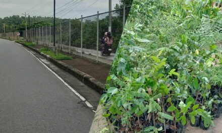 Over 3K seedlings to turn Iloilo airport gateway ‘green’