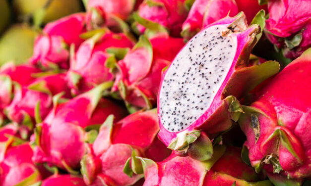 Guimaras gears up for 2nd Dragon Fruit Fest