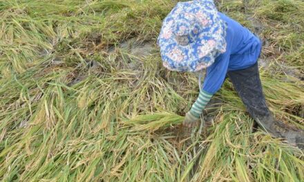 Egay brings over P70-M agri losses to Western Visayas