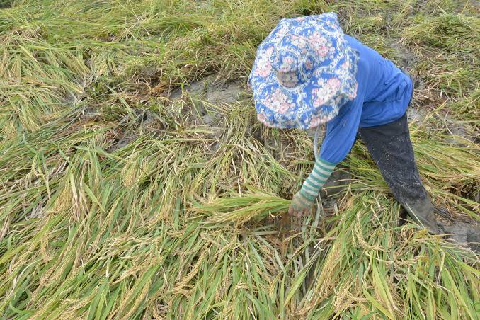 Egay brings over P70-M agri losses to Western Visayas