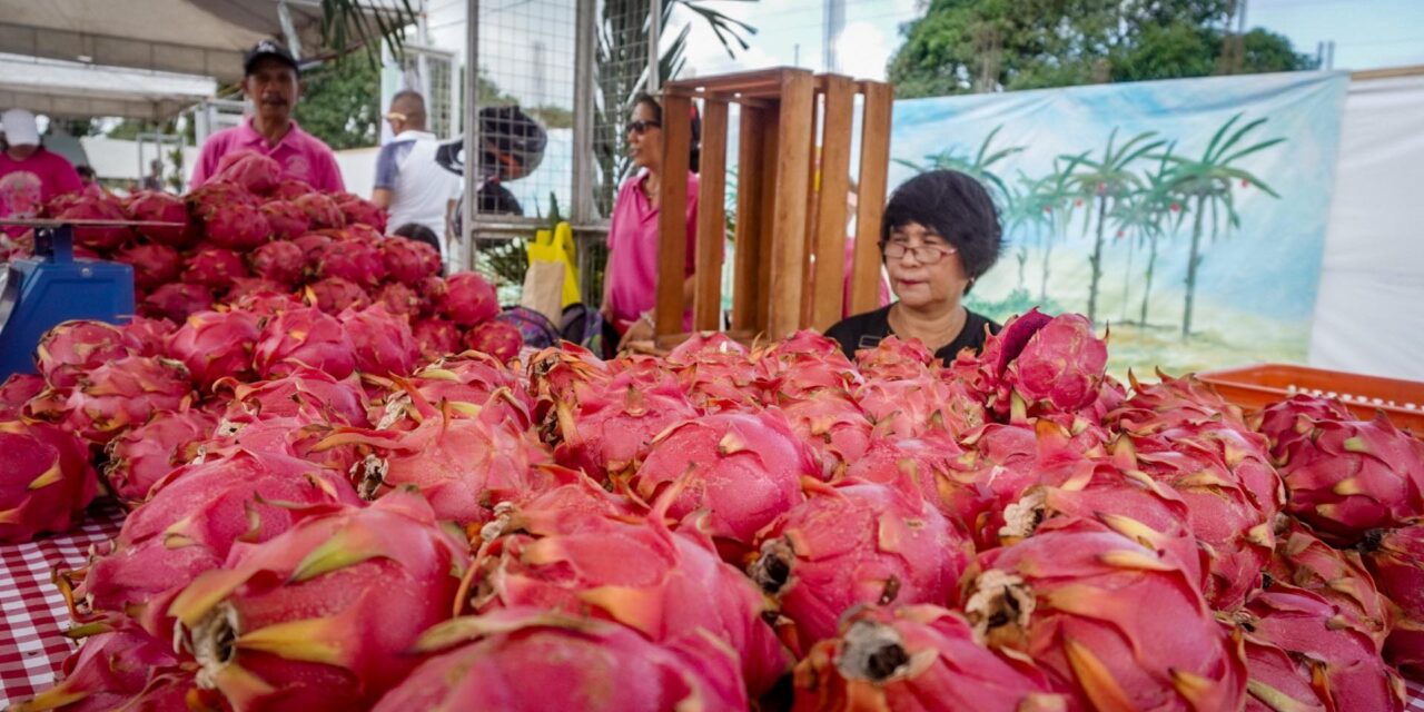 Guimaras lures more investors, tourists with dragon fruit fest