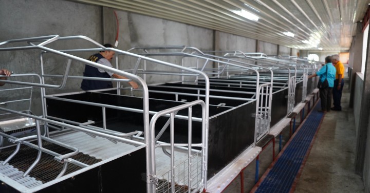 DA’s swine multiplier facilities to aid Iloilo recover from ASF