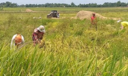 Iloilo eyes increased production via hybrid rice program