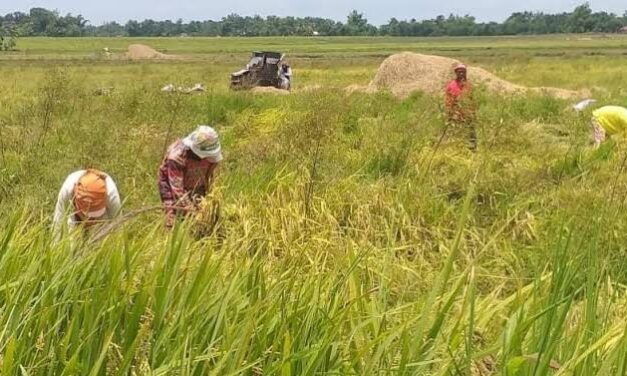 Iloilo eyes increased production via hybrid rice program