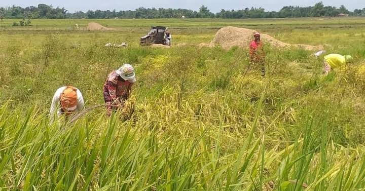 Iloilo eyes increased production via hybrid rice program