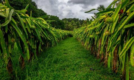 P10-M grant to help expand dragon fruit plantation in Guimaras