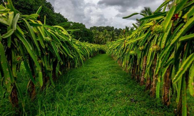 P10-M grant to help expand dragon fruit plantation in Guimaras