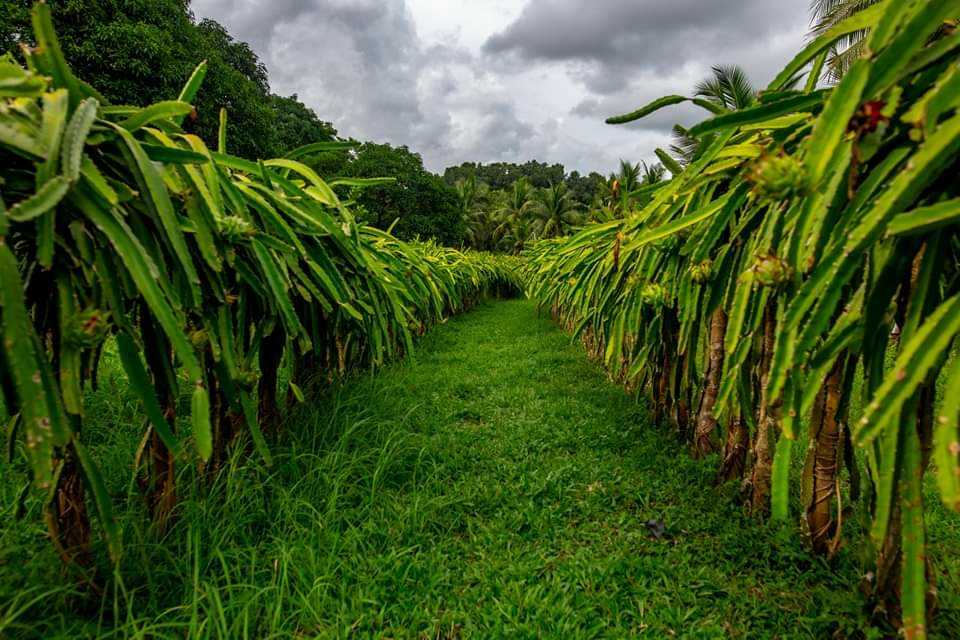 P10-M grant to help expand dragon fruit plantation in Guimaras