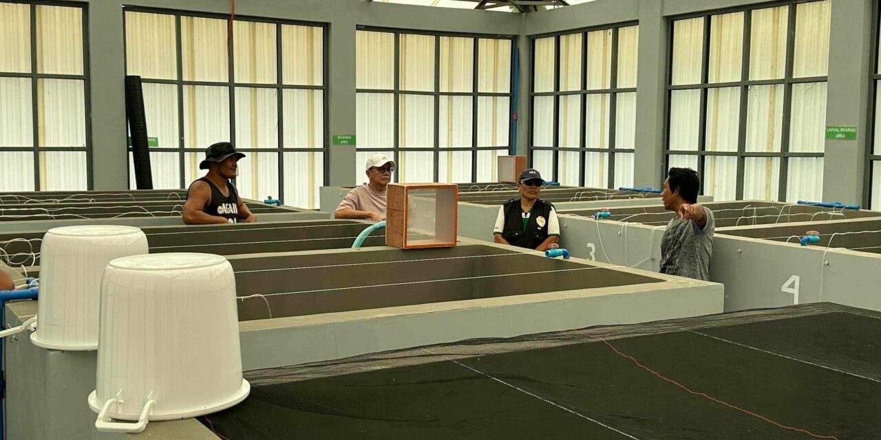 Blue swimming crab hatchery opens in Concepcion