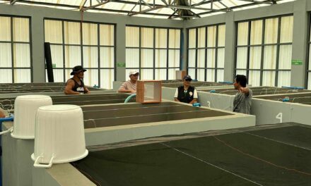 Blue swimming crab hatchery opens in Concepcion