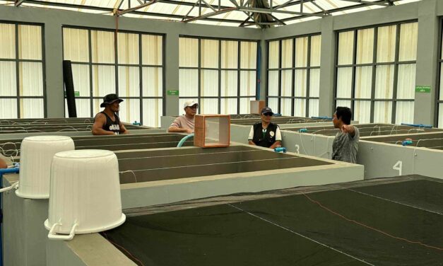 Blue swimming crab hatchery opens in Concepcion