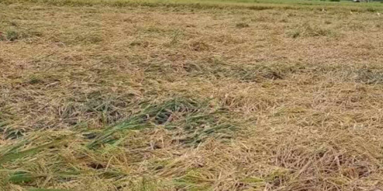 Iloilo logs P44.8-M agri losses from heavy rains