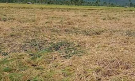 Iloilo logs P44.8-M agri losses from heavy rains