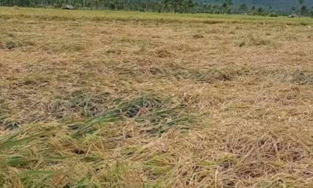 Iloilo logs P44.8-M agri losses from heavy rains