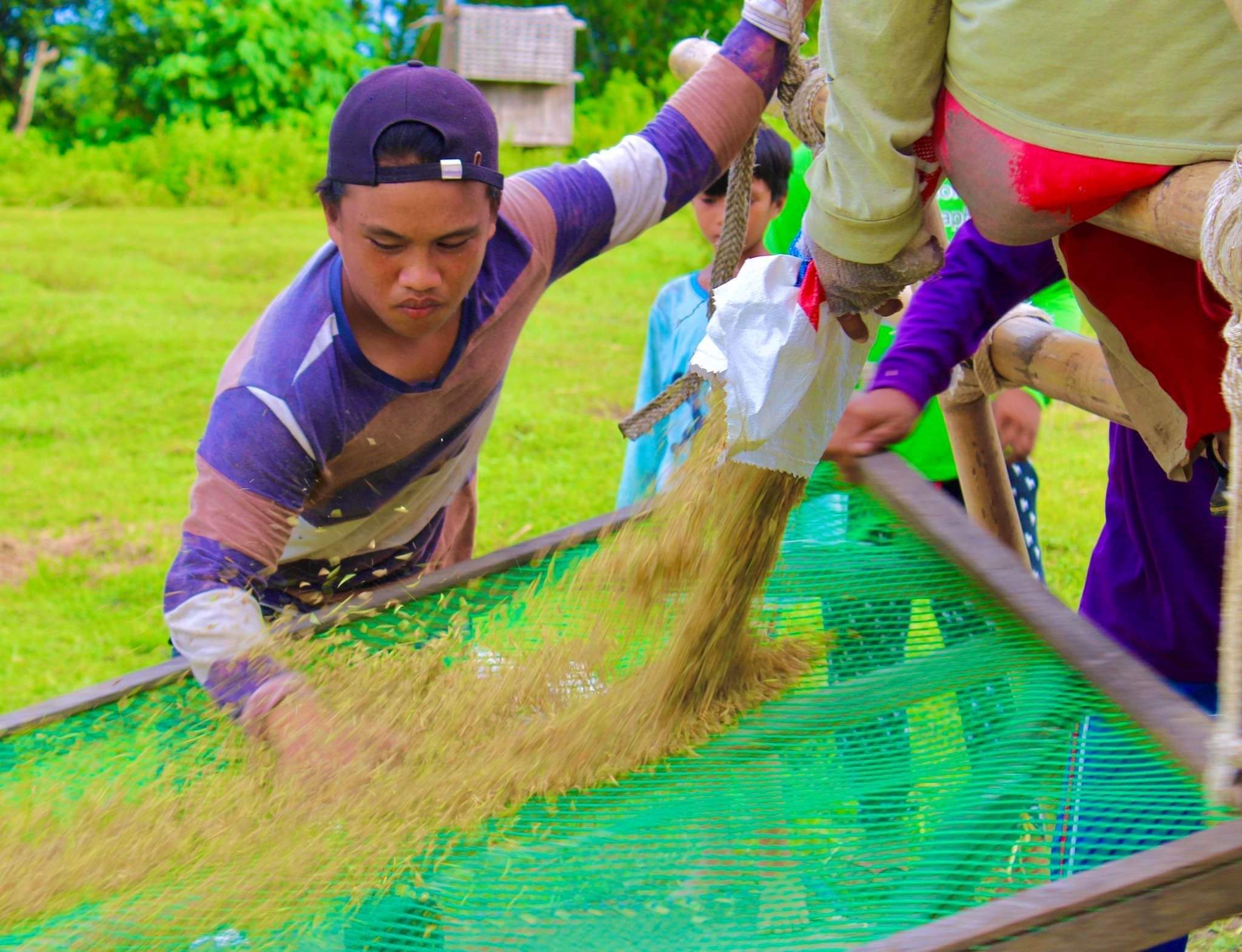 Palay production in Western Visayas declines