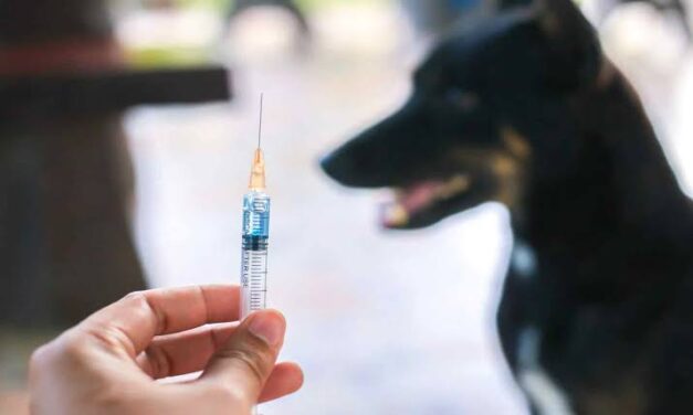 DOH-6: Rabies one of the leading causes of death in WV